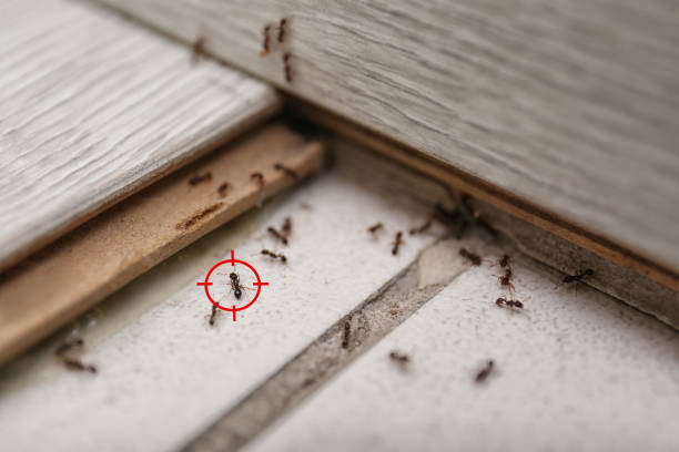 Reliable Trumansburg, NY Pest Control Solutions